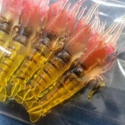 Fishing Buddy Singapore EBI Bait