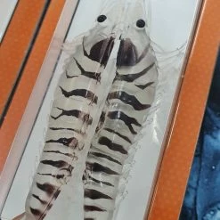 Fishing Buddy Singapore EBI Shrimp Bait 3