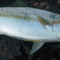 Palms Jigaro Super Slide