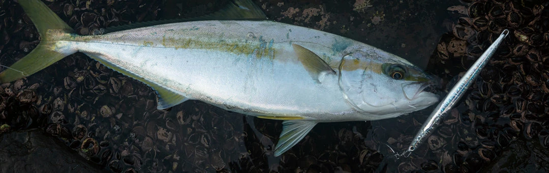 Palms Jigaro Super Slide 2 Palms Jigaro Super Slide