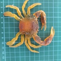 Fishing Buddy Singapore Lures Crab Bait