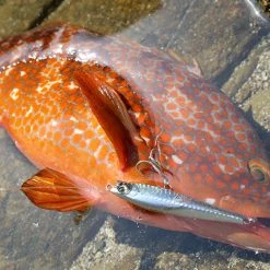 Duel Lure - Hardcore Heavy Shot 65ｍｍ/85ｍｍ/105ｍｍ Lures