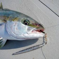 Vanfook Blue Backs Shot BBS-88