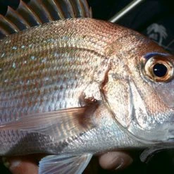 Fishing Buddy Singapore Jigs Palms Bit Arts SS Jig