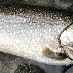 Fishing Buddy Singapore Palms Slow Blatt Cast CRATER Lake Shore Slow Jigs