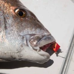 Fishing Buddy Singapore Stand Tenya Jigs