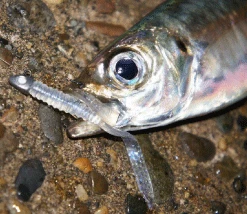 Fishing Buddy Singapore Maria Mama Worm Soft Aji Flutter 6 Fishing Buddy Singapore Maria Mama Worm Soft Aji Flutter