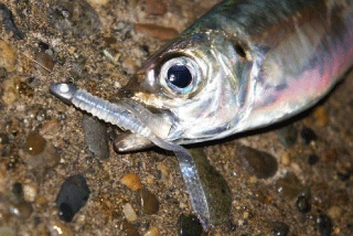 Fishing Buddy Singapore Maria Mama Worm Soft Aji Flutter 3 Fishing Buddy Singapore Maria Mama Worm Soft Aji Flutter