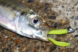 Fishing Buddy Singapore Maria Mama Worm Soft Aji Flutter 4 Fishing Buddy Singapore Maria Mama Worm Soft Aji Flutter